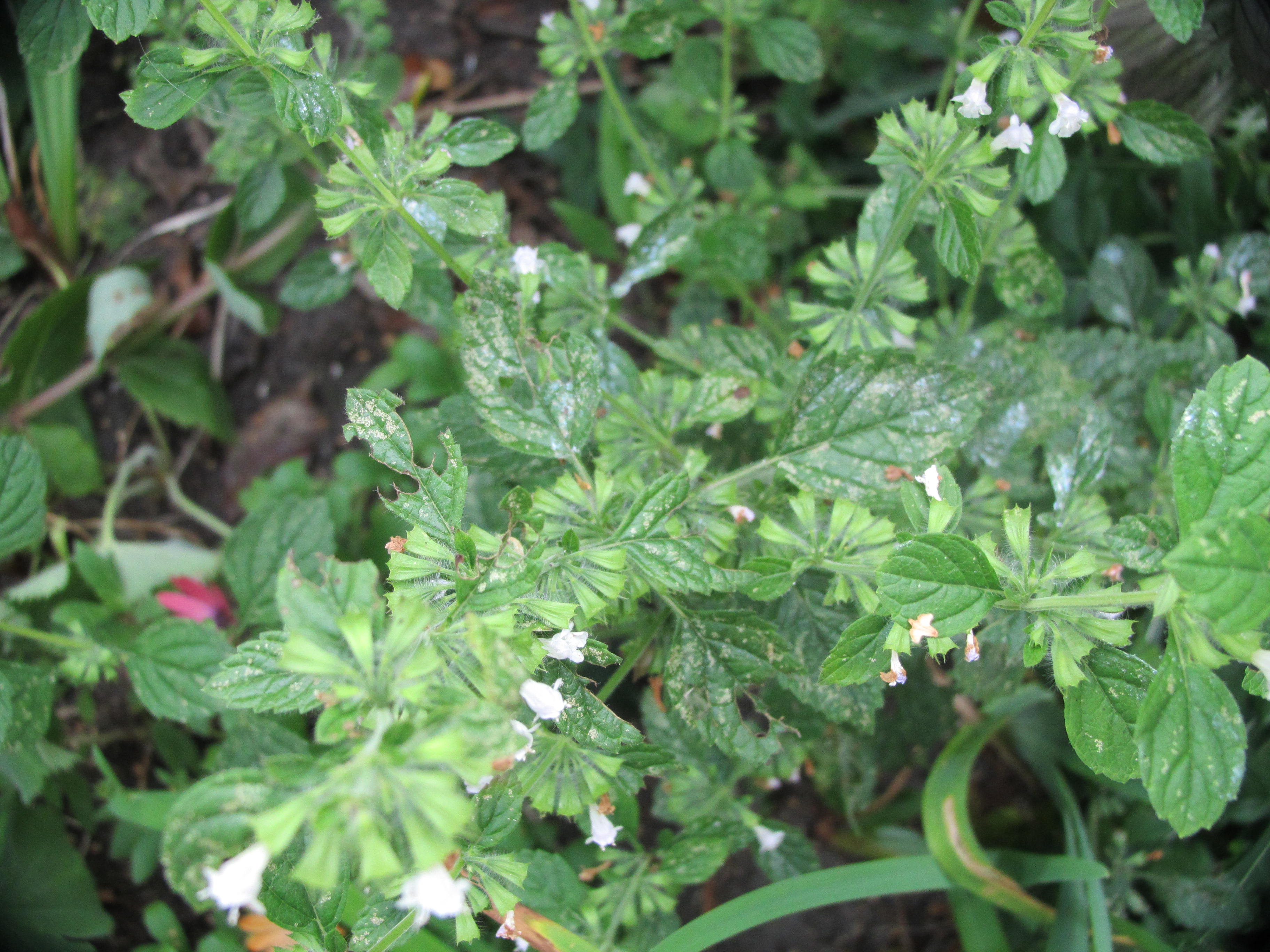 kleine witte bloemetjes